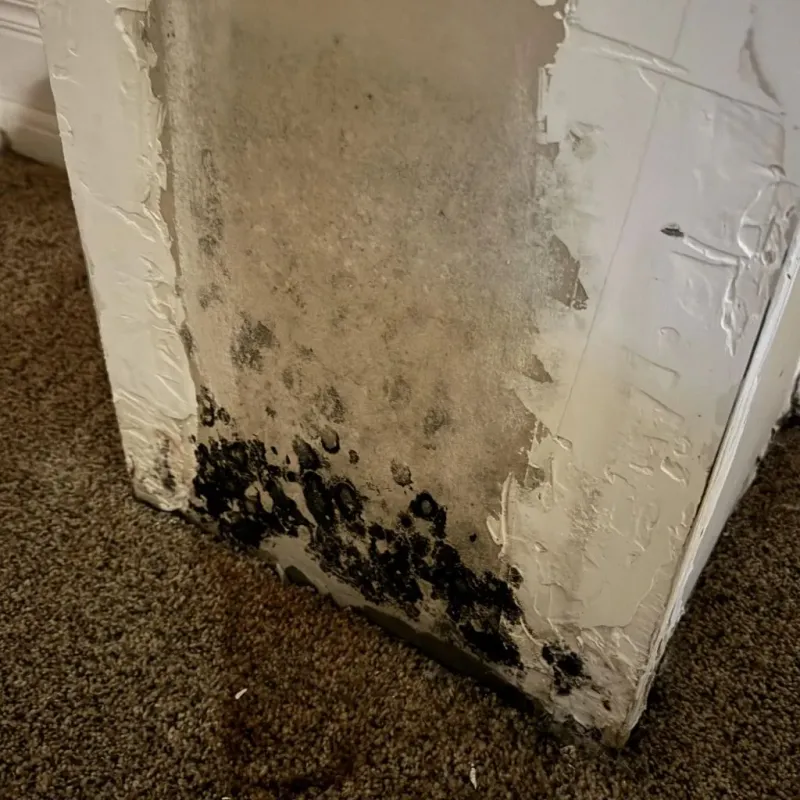 Professional Mold Removal in Columbus Grove, OH
